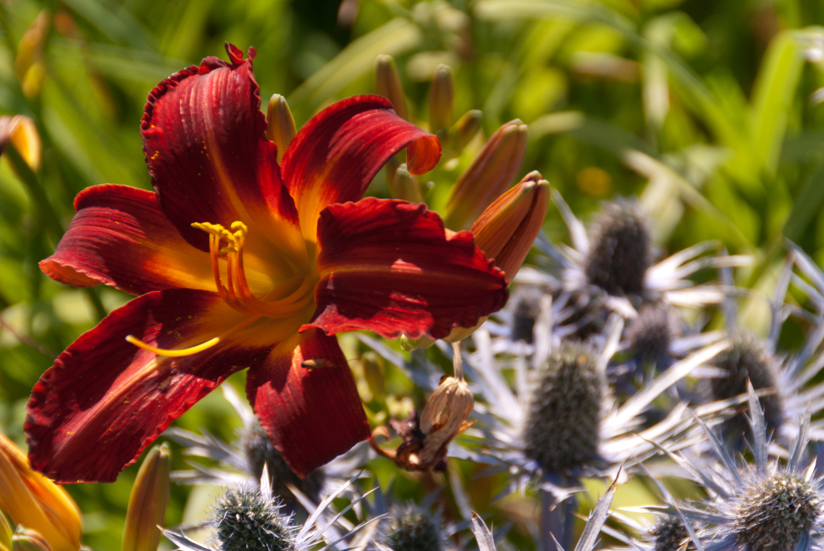 Powerscourt Garden_Irland_2014