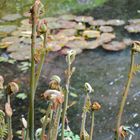 Powerscourt Gardens - Japanischer Gerten