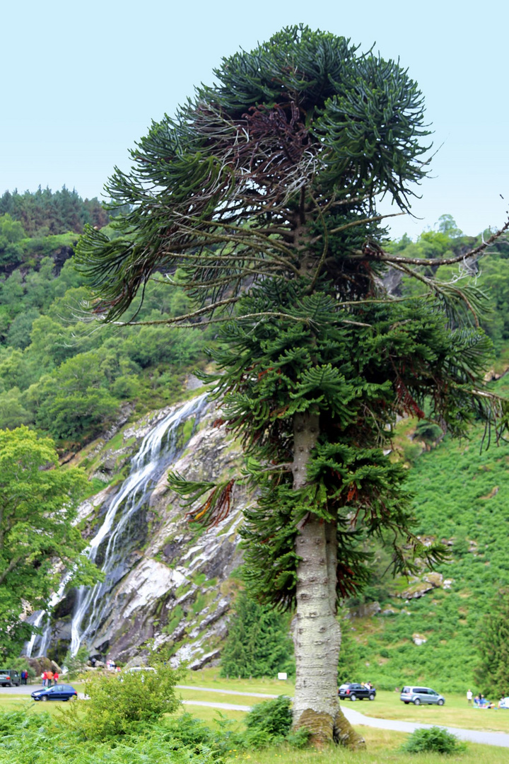 Powerscourt Waterfall 1