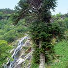 Powerscourt Waterfall 1