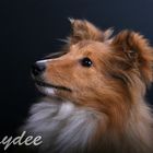 Powersheltie