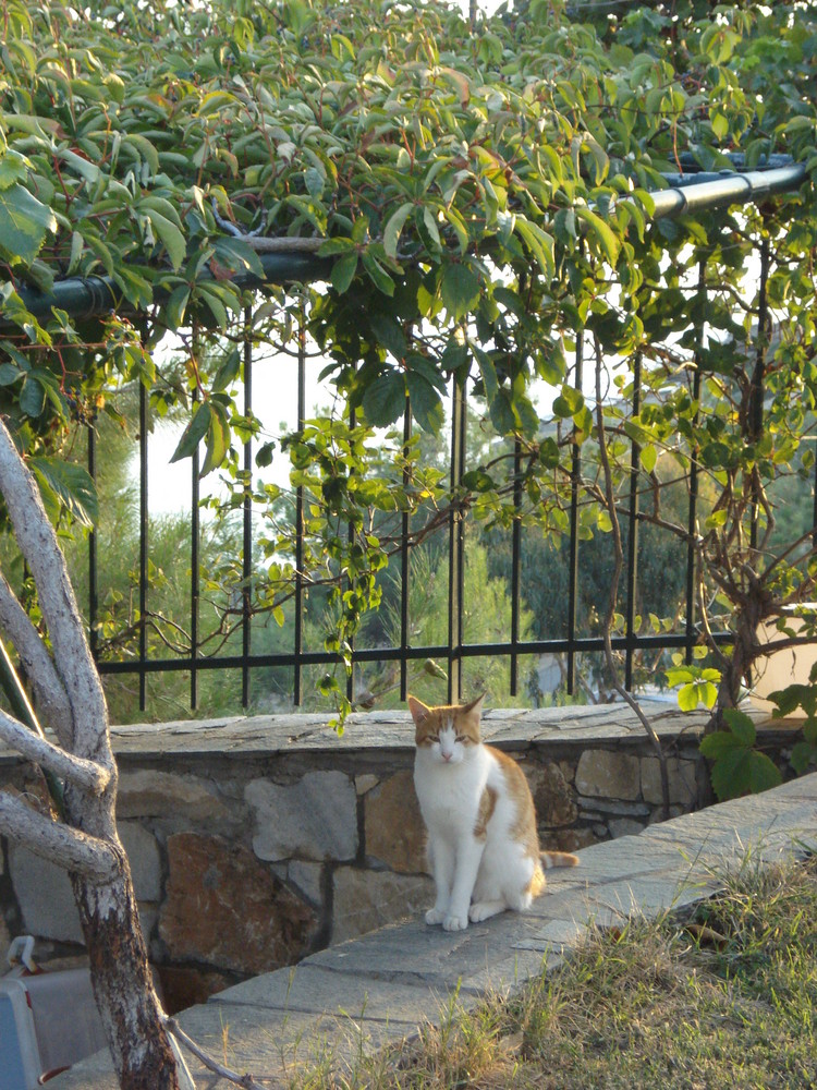 poza photo & image | animals, cats, pets & farm animals images at photo ...
