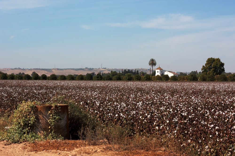 pozo, campo de algodón y cortijo