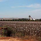 pozo, campo de algodón y cortijo