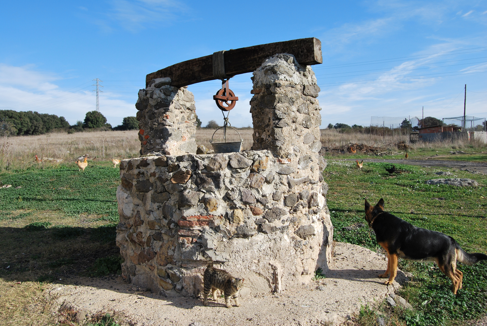 pozo con perro y gato