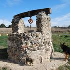 pozo con perro y gato