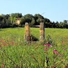 Pozo en un campo en primavera