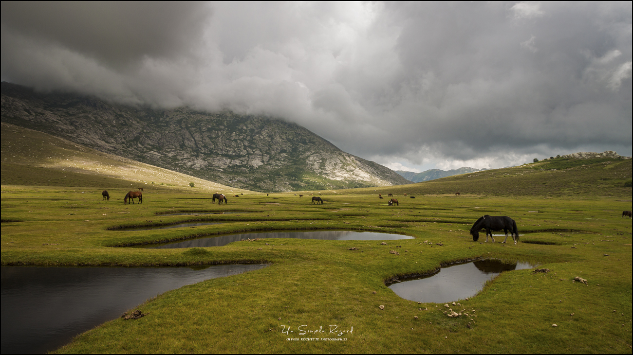 Pozzines et Chevaux - Corse