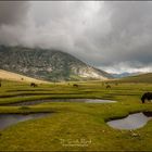 Pozzines et Chevaux - Corse