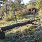 PP Herbstlandschaft mit Baum Okt2009