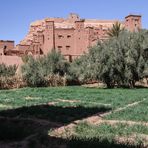 PP Kasbah Oliven Maroc K-54