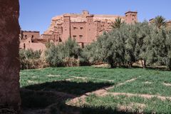 PP Kasbah Oliven Maroc K-54