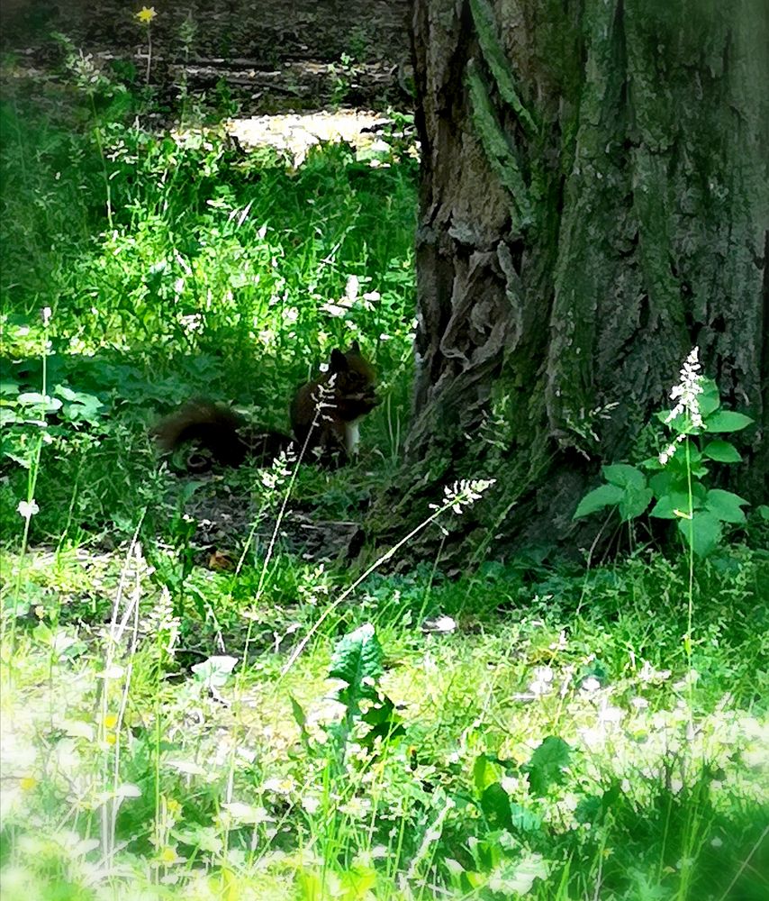 PP p20 Ehörnchen Baum P20-20-col