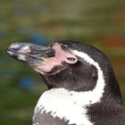 Pp - Pinguinportrait