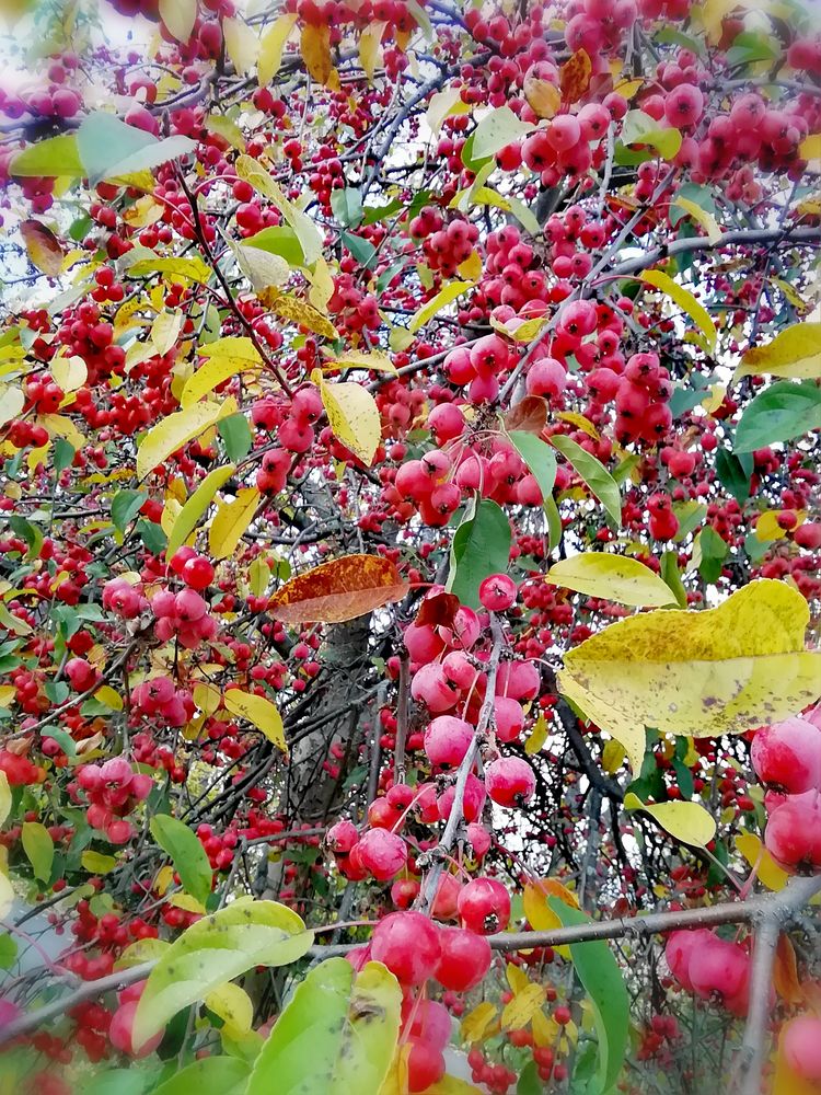 PP ROTE Beeren Natur Tab-20201120