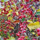 PP ROTE Beeren Natur Tab-20201120