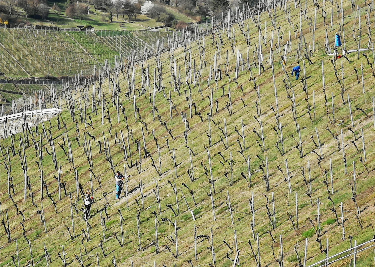 PP Weinberg in Steillage P20-col plus Vergleichsfoto