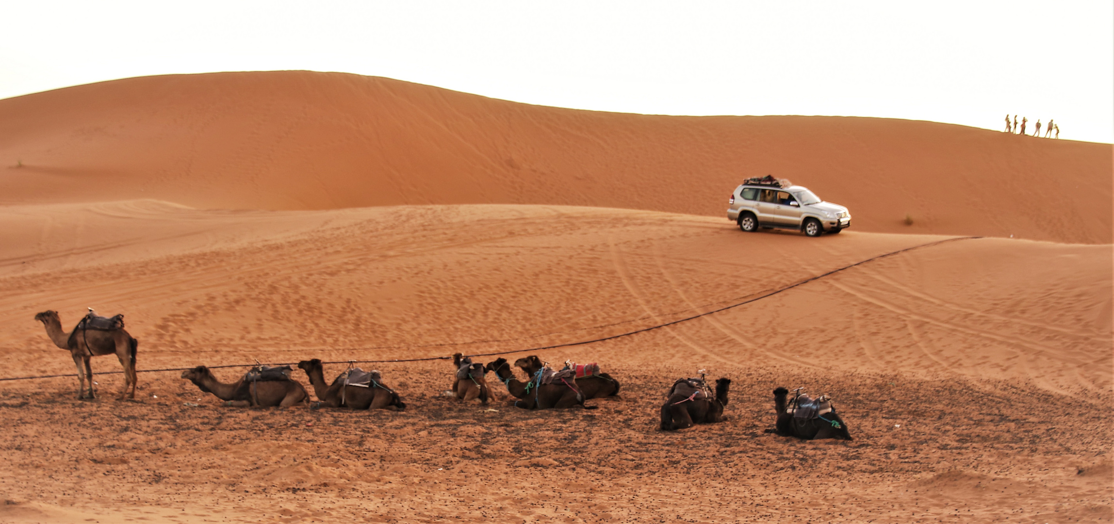 PP Wüste 8 Kamele sunset Maroc-83col
