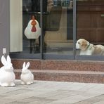 PP_street Hund und Hase RT p20-12-col