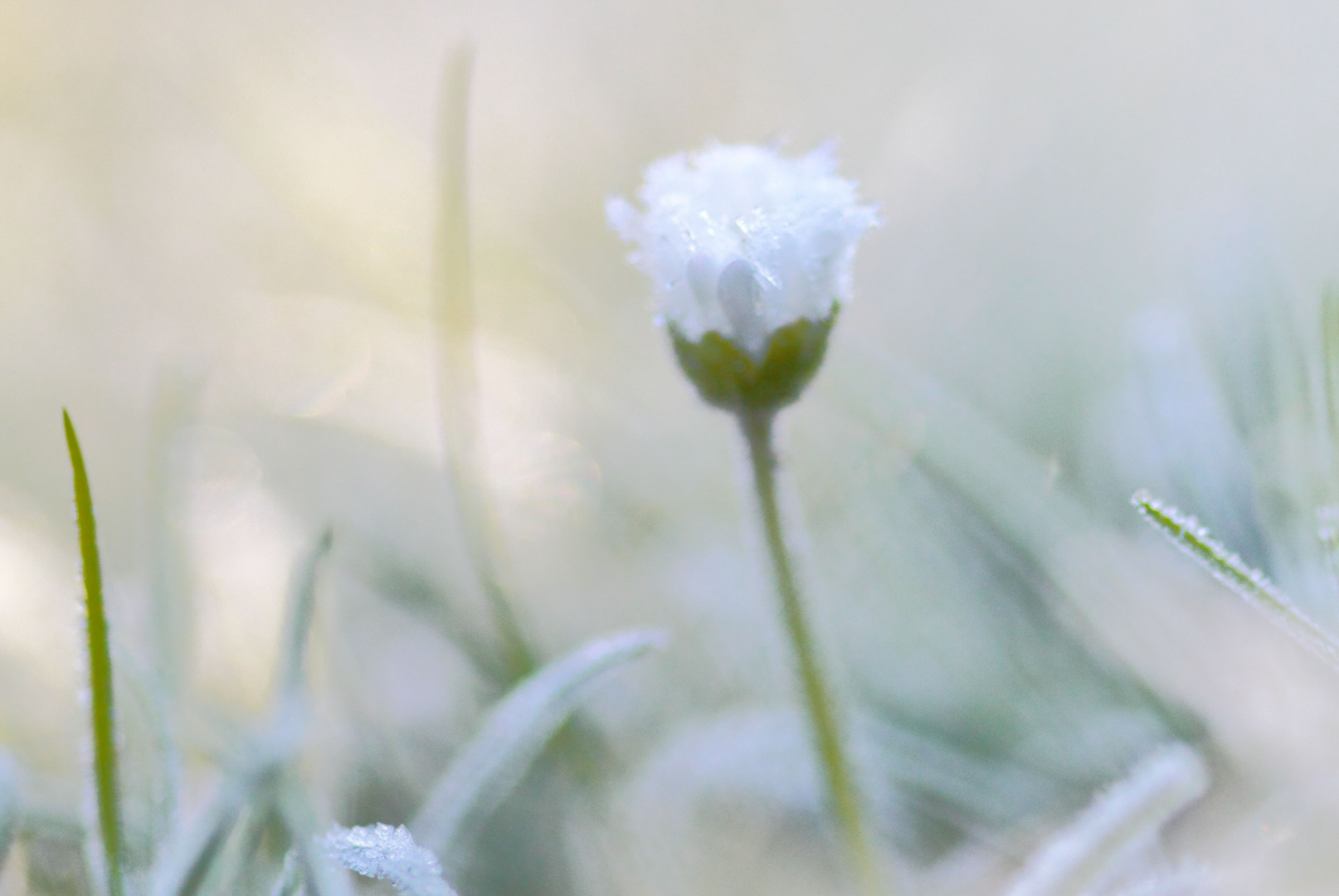 Pâquerette en givre