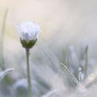 Pâquerette et brume hivernale