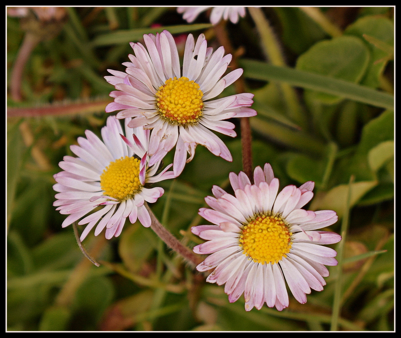 pâquerettes