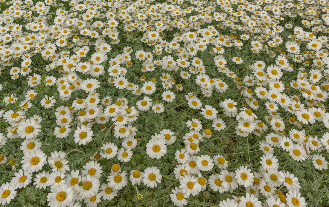 Pâquerettes ( Marguerites )  -  Daisies