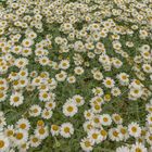 Pâquerettes ( Marguerites )  -  Daisies