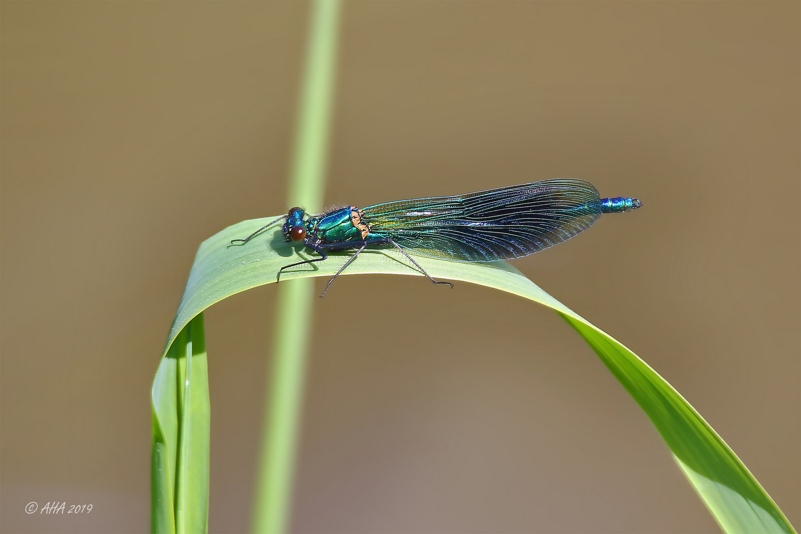 Prachlibelle im Sonnenschein