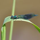 Prachlibelle im Sonnenschein