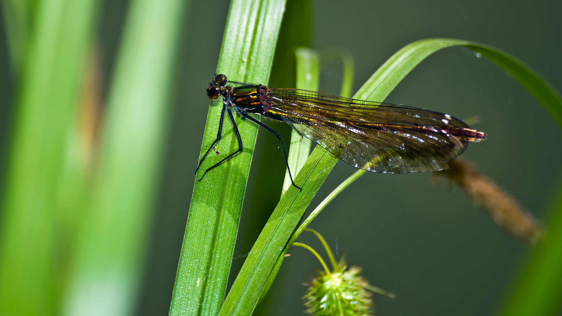 Prachlibelle, Weibchen