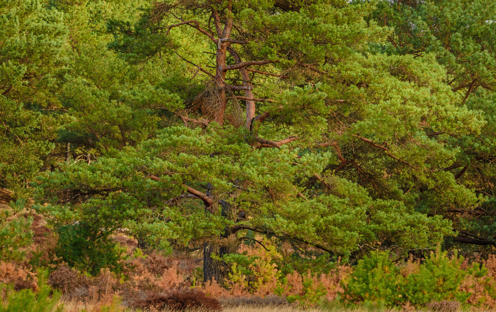 Pracht-Baum