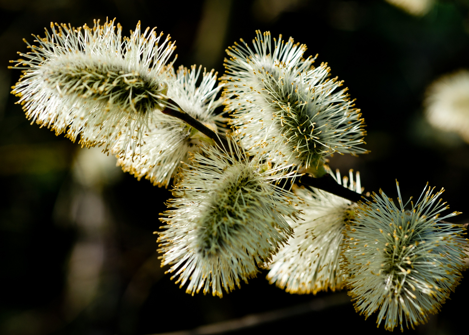 pracht der natur