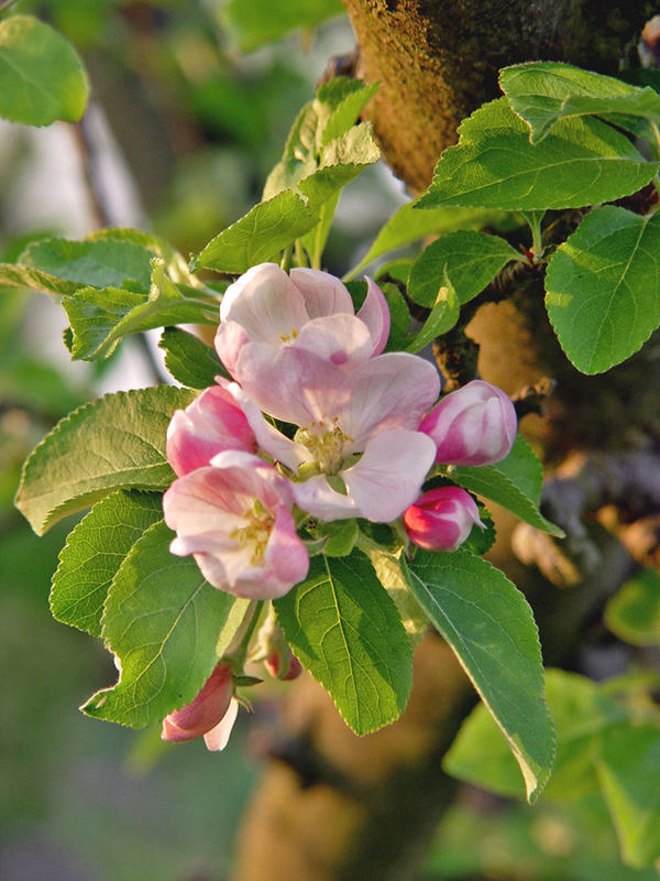 Pracht einer Apfelblüte...