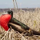 Pracht-Fregattvogel beim Brüten