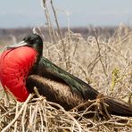 Pracht-Fregattvogel beim Brüten