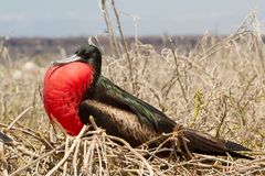 Pracht-Fregattvogel beim Brüten