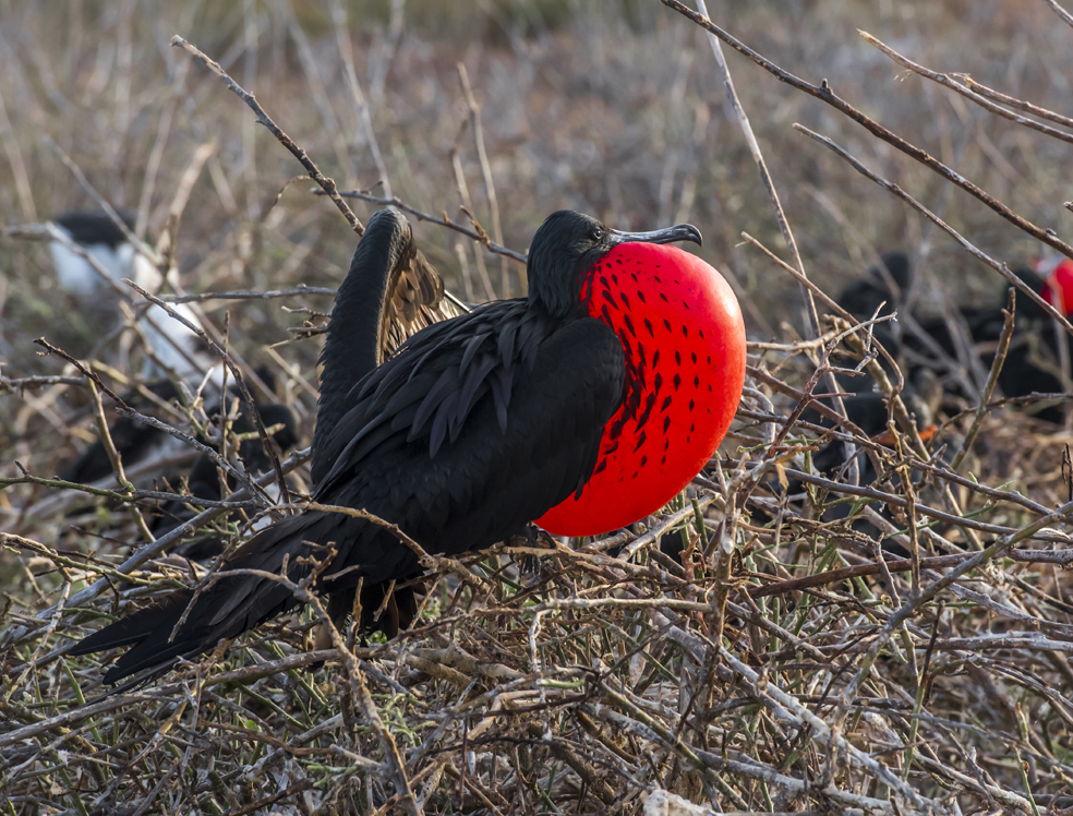 PRACHT FREGATTVOGEL (MÄNNCHEN)