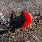 PRACHT FREGATTVOGEL (MÄNNCHEN)