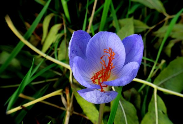 Pracht-Herbst-Krokus