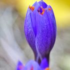 Pracht-Herbst-Krokus (Crocus speciosus)