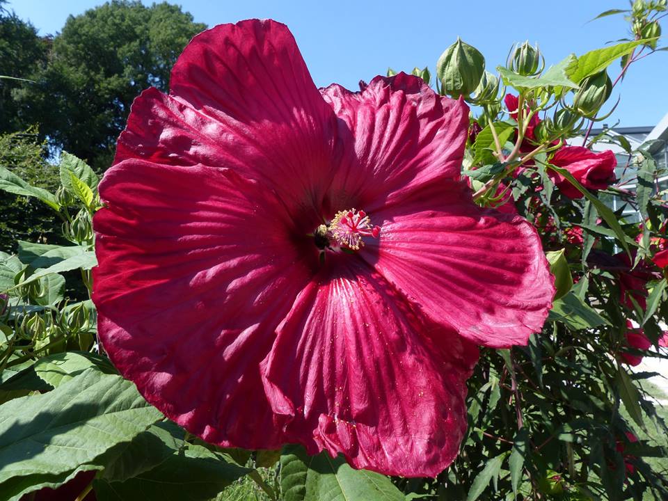 Pracht-Hibiskus in rot