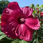 Pracht-Hibiskus in rot