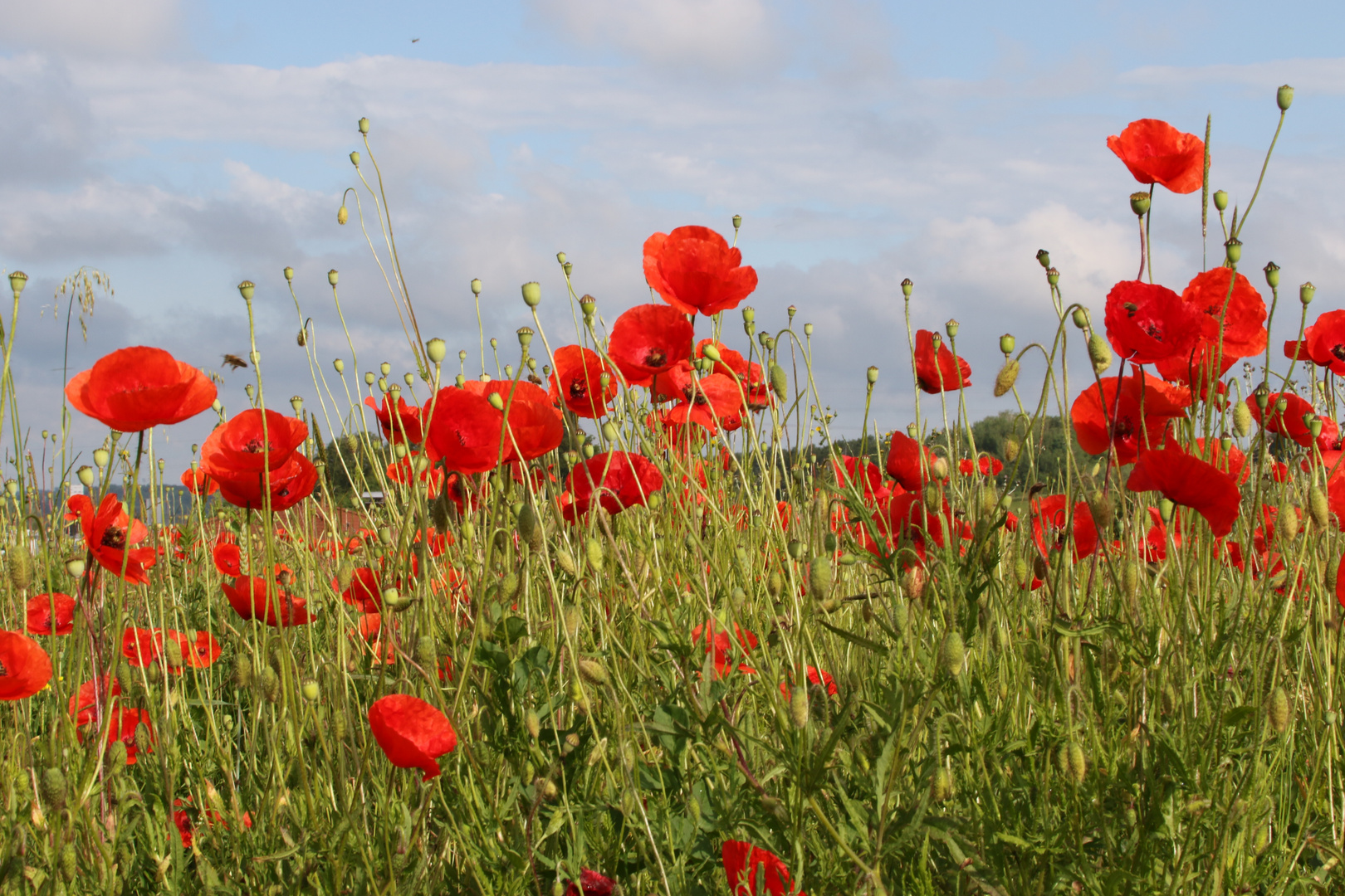 Pracht in Rot