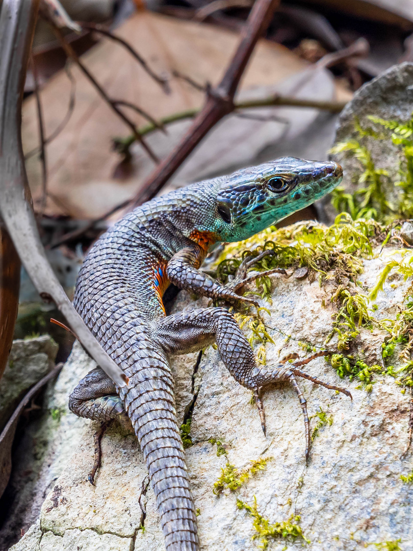 Pracht-Kieleidechse  (Algyroides nigropunctatus)