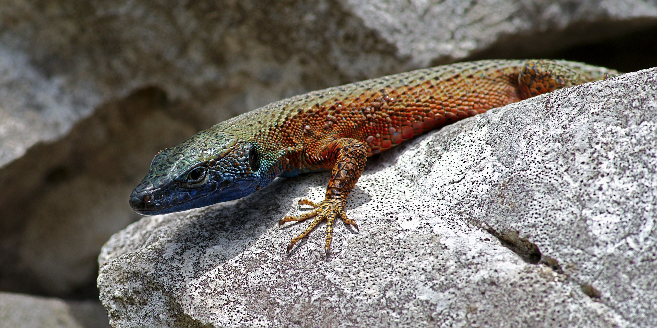 Pracht-Kieleidechse (Algyroides nigropunctatus)