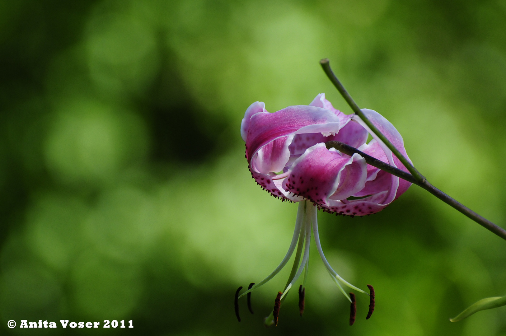 Pracht Lilie in Pink