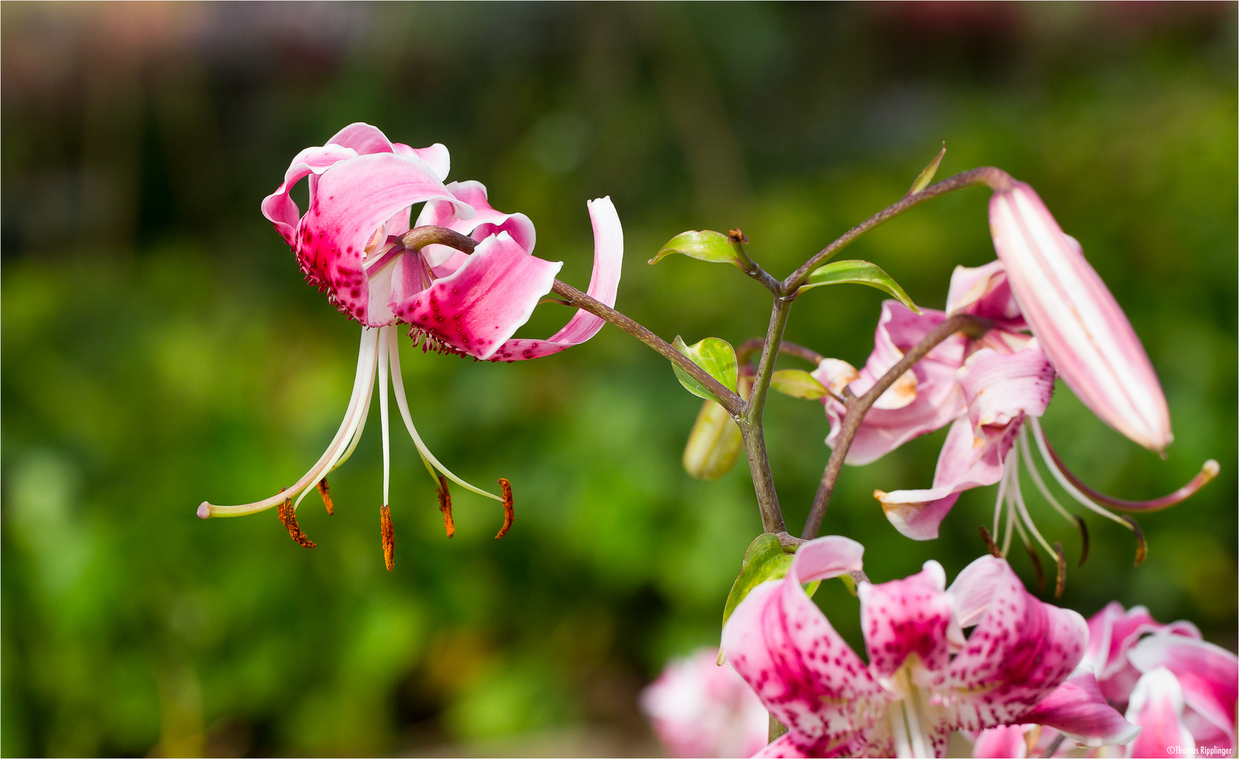 Pracht - Lilie (Lilium speciosum).