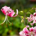 Pracht - Lilie (Lilium speciosum).