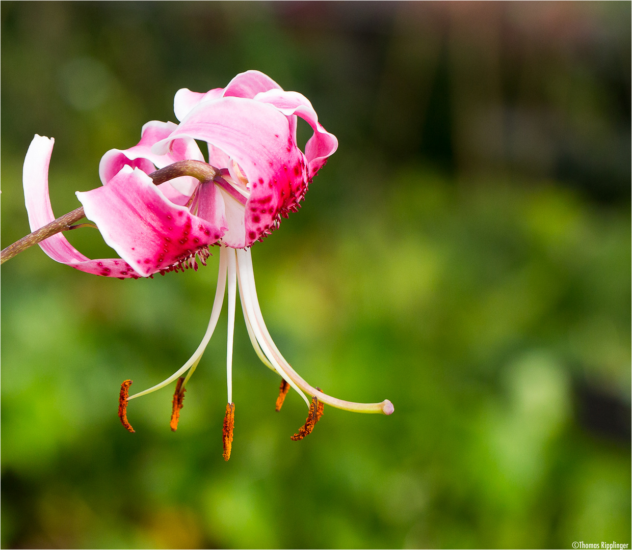 Pracht Lilie (Lilium speciosum) Foto & Bild pflanzen, pilze